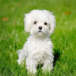 Qualities and Characteristics Of Maltese Dogs